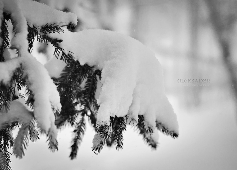 Фотографія зимові картини... / Олександр Клебанюк / photographers.ua