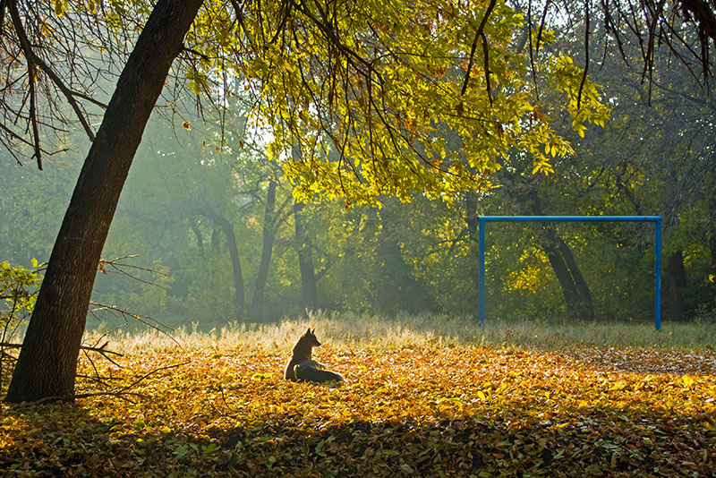 Фотографія Утро в парке / Сорока Юрій / photographers.ua