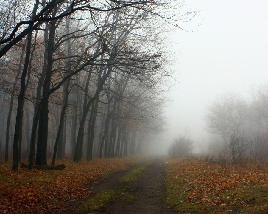 Фотографія Туман в осеннем лесу / Сорока Юрій / photographers.ua