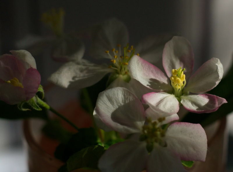 Фотографія Утренние цветы... / Сорока Юрій / photographers.ua