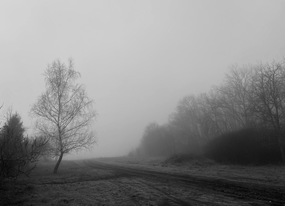 Фотографія Туманна осінь. / Сорока Юрій / photographers.ua