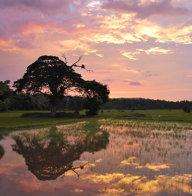 Фотографія Про ланкійську черепаху / Анатолий Жучинский / photographers.ua