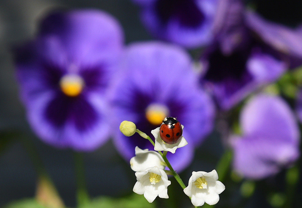 Фотографія Макро / Анатолий Жучинский / photographers.ua