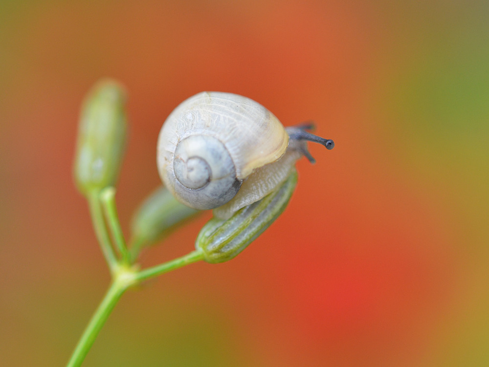Фотографія Взгляд / Анатолий Жучинский / photographers.ua