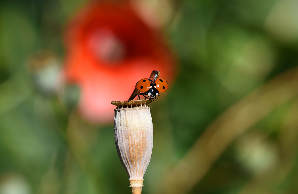 Фотографія Відлітаю я... / Анатолий Жучинский / photographers.ua