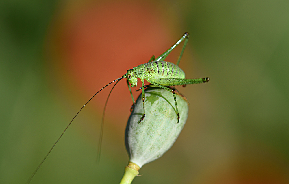 Фотографія Що ви хочете? / Анатолий Жучинский / photographers.ua