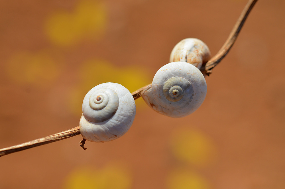 Фотографія утомленные солнцем / Анатолий Жучинский / photographers.ua