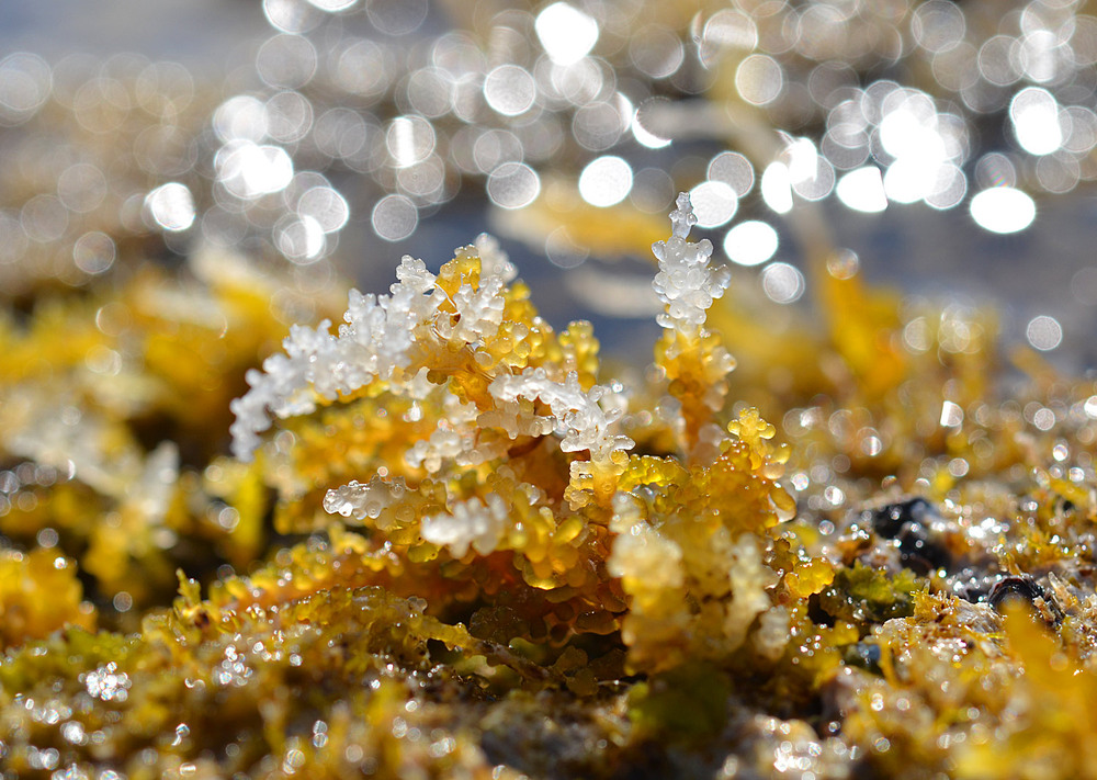 Фотографія Макро / Анатолий Жучинский / photographers.ua