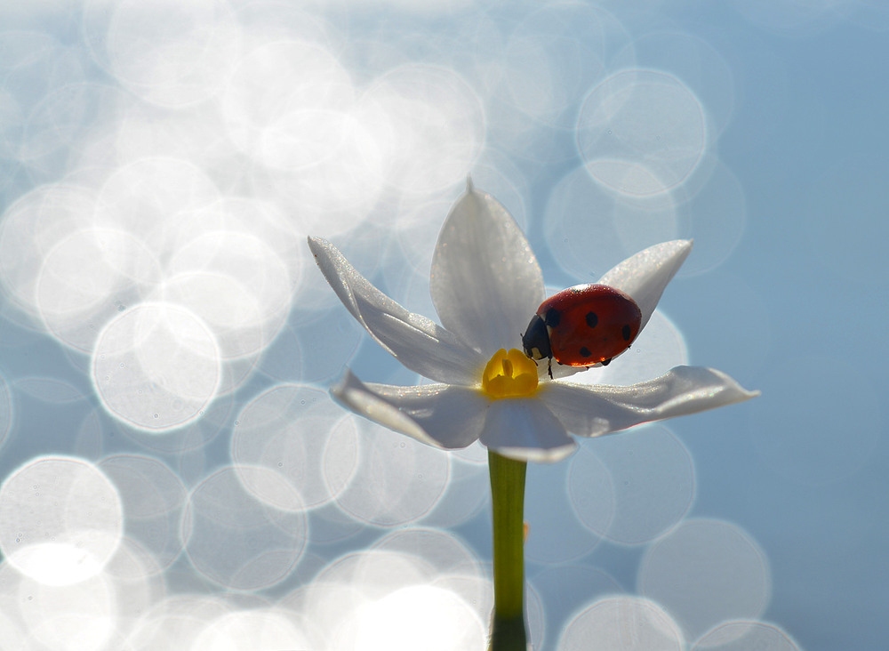 Фотографія про сонячні зайчики / Анатолий Жучинский / photographers.ua