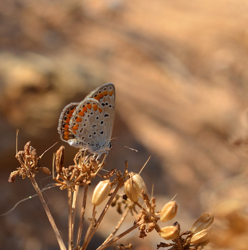 Фотографія Поздний / Анатолий Жучинский / photographers.ua