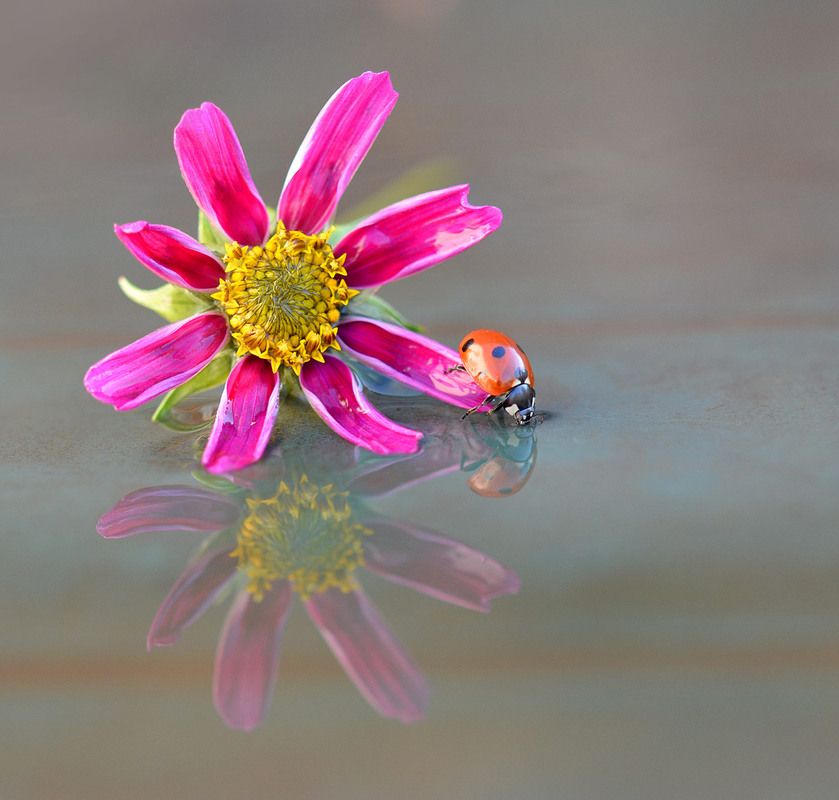 Фотографія Водопой / Анатолий Жучинский / photographers.ua