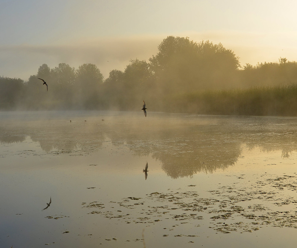 Фотографія На світанку / Анатолий Жучинский / photographers.ua