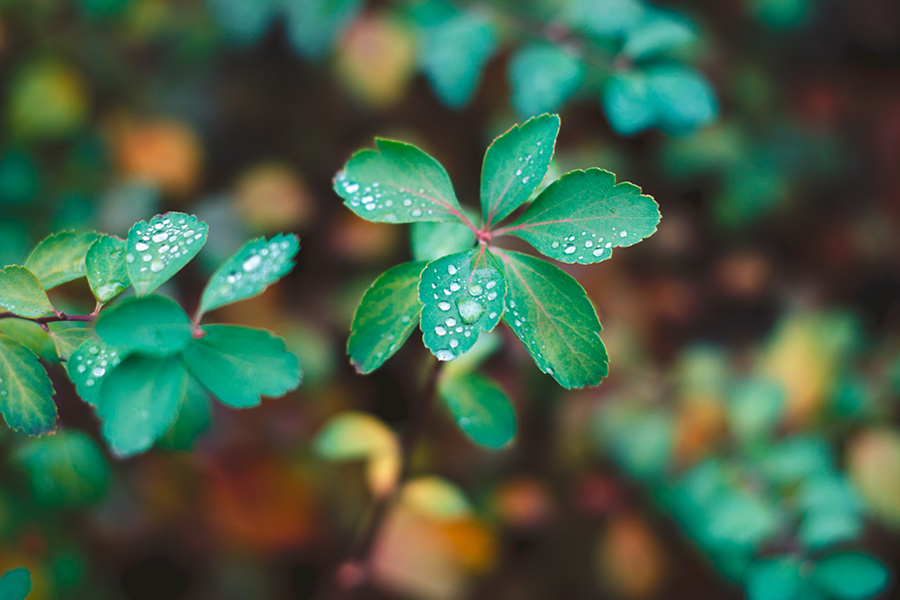 Фотографія * / Виктория Шабанова / photographers.ua