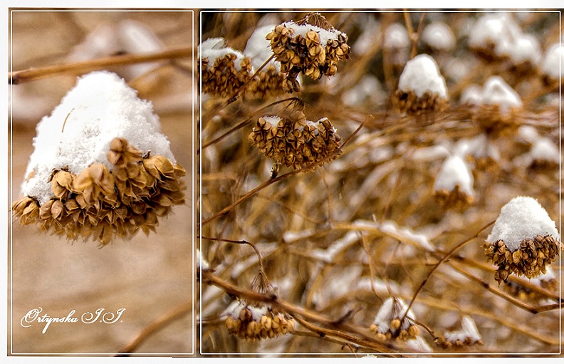 Фотографія перший сніг / Ірина Ортинська / photographers.ua