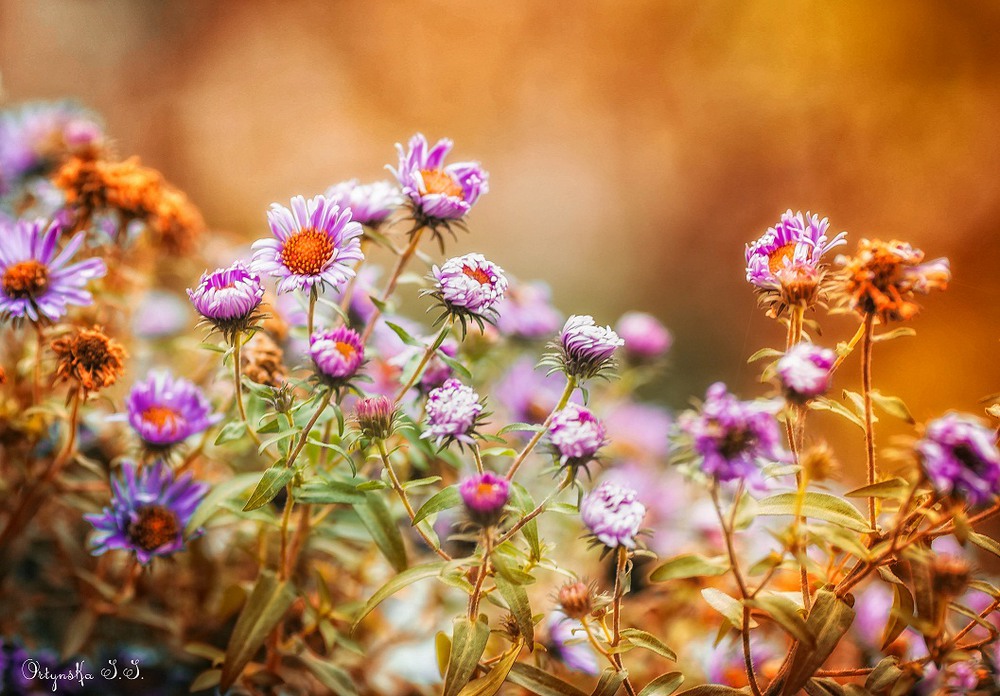 Фотографія осенние цветы... / Ірина Ортинська / photographers.ua