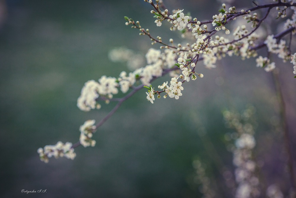 Фотографія весна... / Ірина Ортинська / photographers.ua