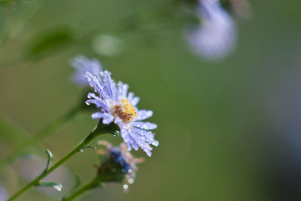 Фотографія Little blue flower... / Анастасия Довженко / photographers.ua