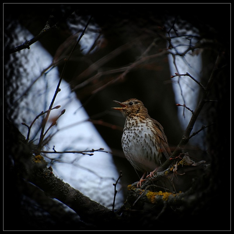 Фотографія Певун / Виталий Бордюгов / photographers.ua