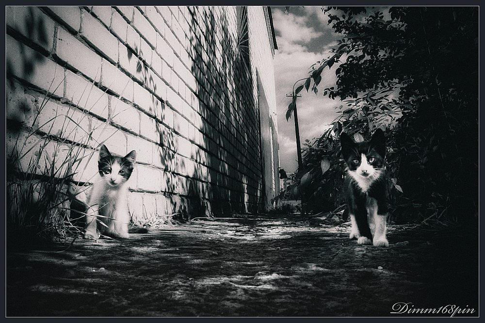 Фотографія котята 2 ) / Дмитрий Подрез / photographers.ua