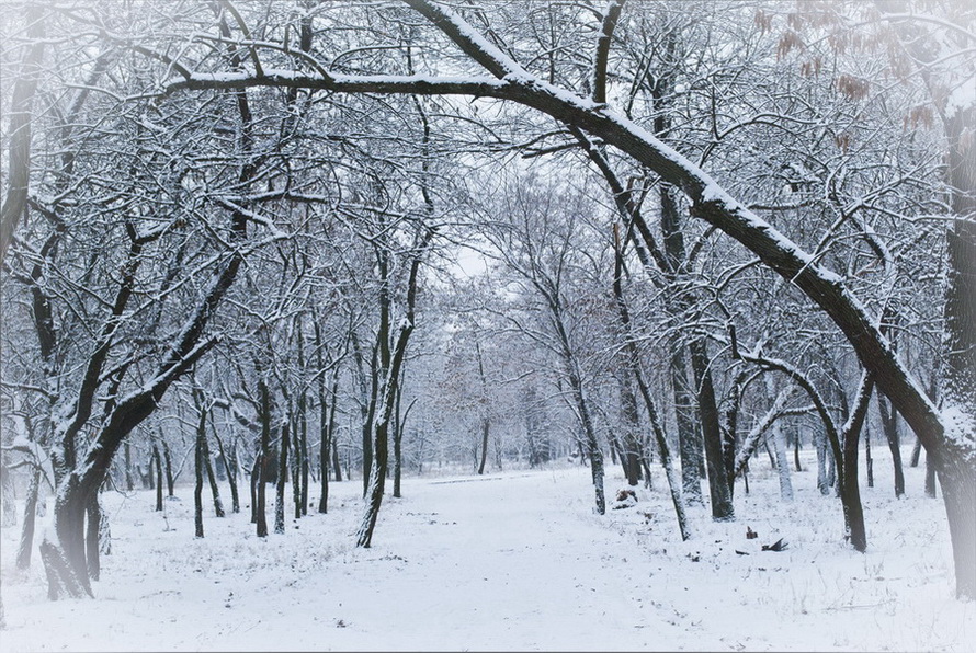 Фотографія Зимний парк / Виталий Запорожец / photographers.ua