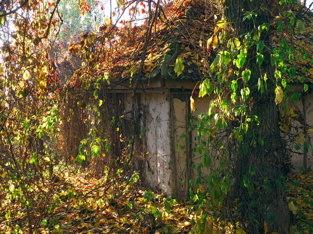 Фотографія Тут мешкає осінь... / Владимир Сорока / photographers.ua