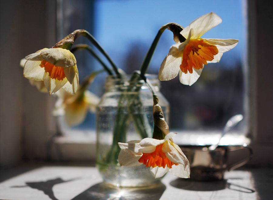 Фотографія Весна... / Владимир Сорока / photographers.ua