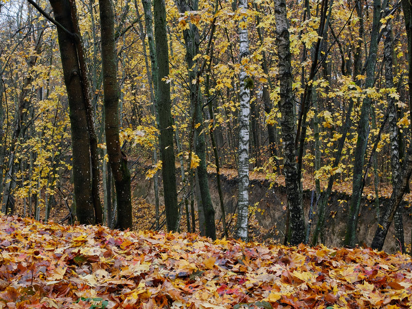 Фотографія Осень в этюдах / Владимир Сорока / photographers.ua