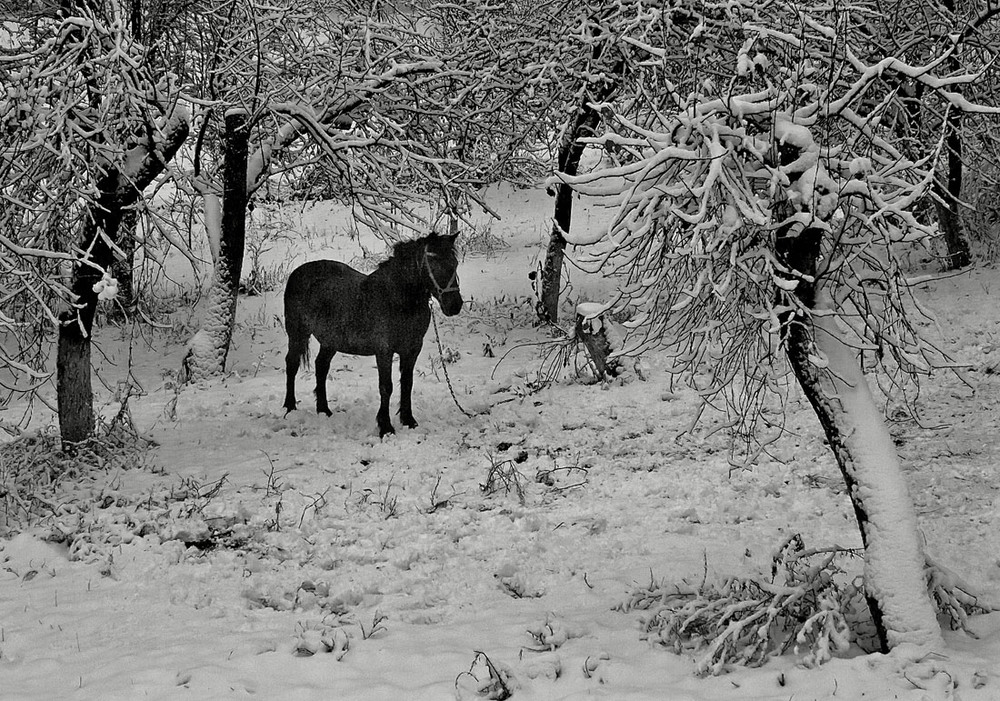 Фотографія Перший сніг...(кінь Вихрик) / Владимир Сорока / photographers.ua