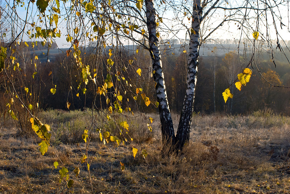 Фотографія Осіннє мереживо... / Владимир Сорока / photographers.ua