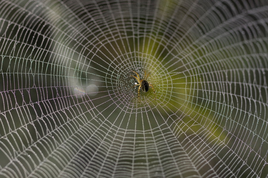 Фотографія ***** / Владимир Сорока / photographers.ua