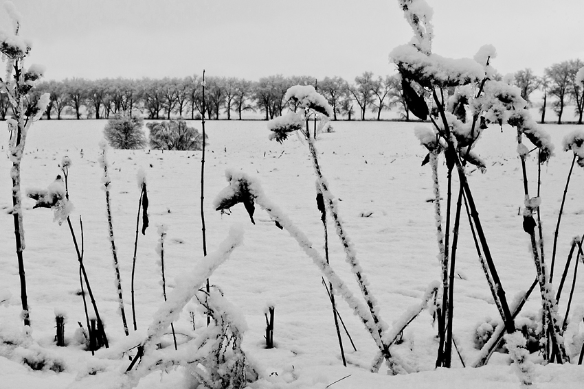 Фотографія ч.б.зима-2 / Владимир Сорока / photographers.ua