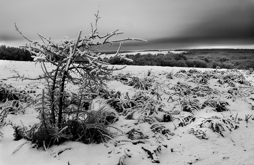 Фотографія черно-белая зима... / Владимир Сорока / photographers.ua