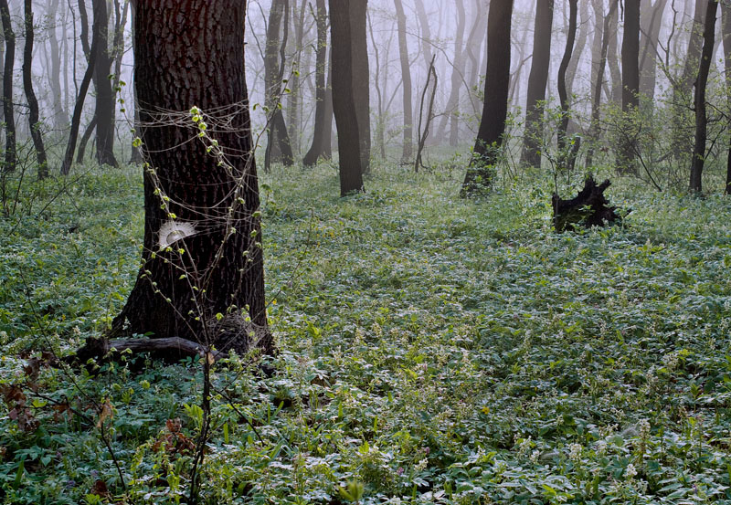 Фотографія Утро в лесу... / Владимир Сорока / photographers.ua