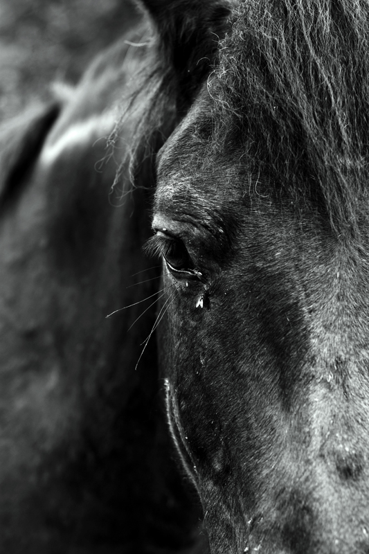 Фотографія Equus / El Bruno / photographers.ua