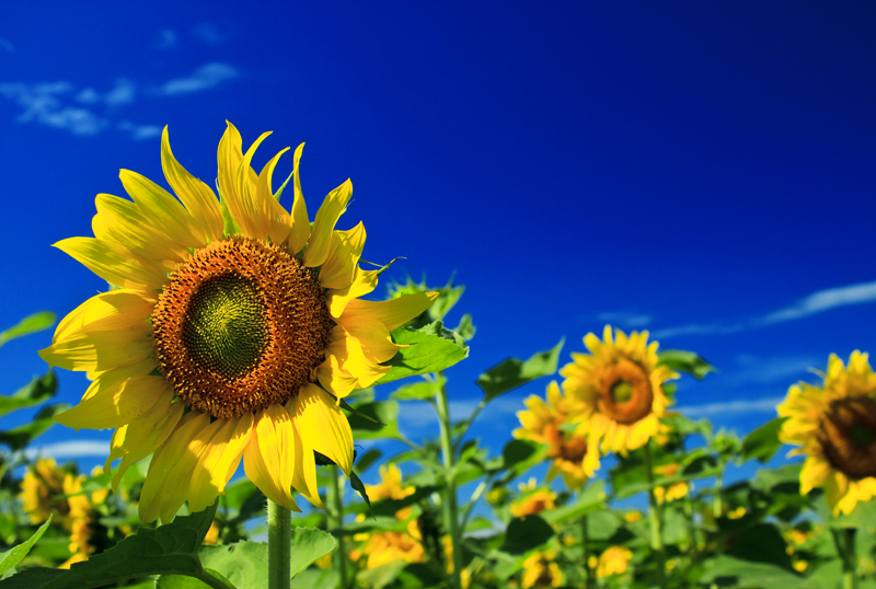 Фотографія Sunflower / El Bruno / photographers.ua