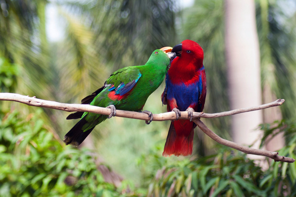 Фотографія Животные / Horan / photographers.ua