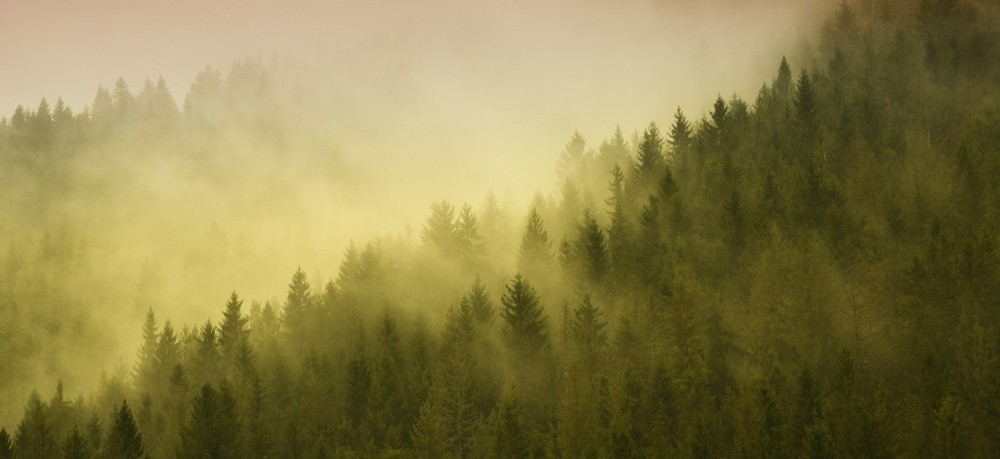 Фотографія Туман... / Ігор Стельмах / photographers.ua