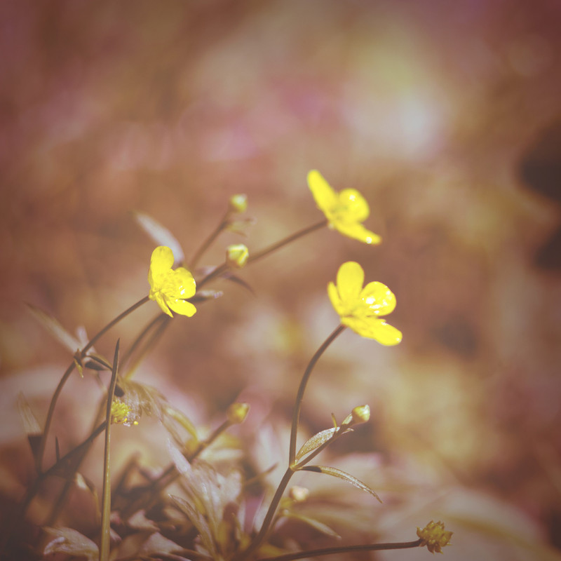 Фотографія Remember tomorrow / Vira Drozd / photographers.ua