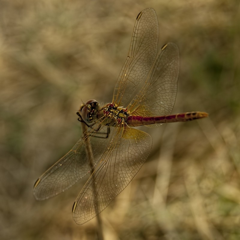 Фотографія Dragonfly / Vira Drozd / photographers.ua