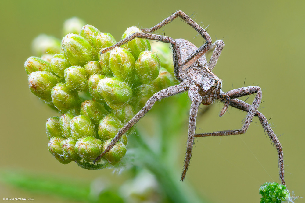 Фотографія *** / Олексій Карпенко / photographers.ua