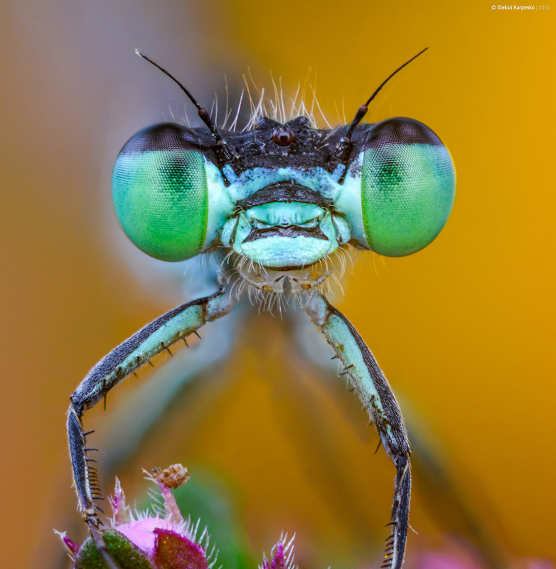 Фотографія Lestidae - Лютка / Олексій Карпенко / photographers.ua