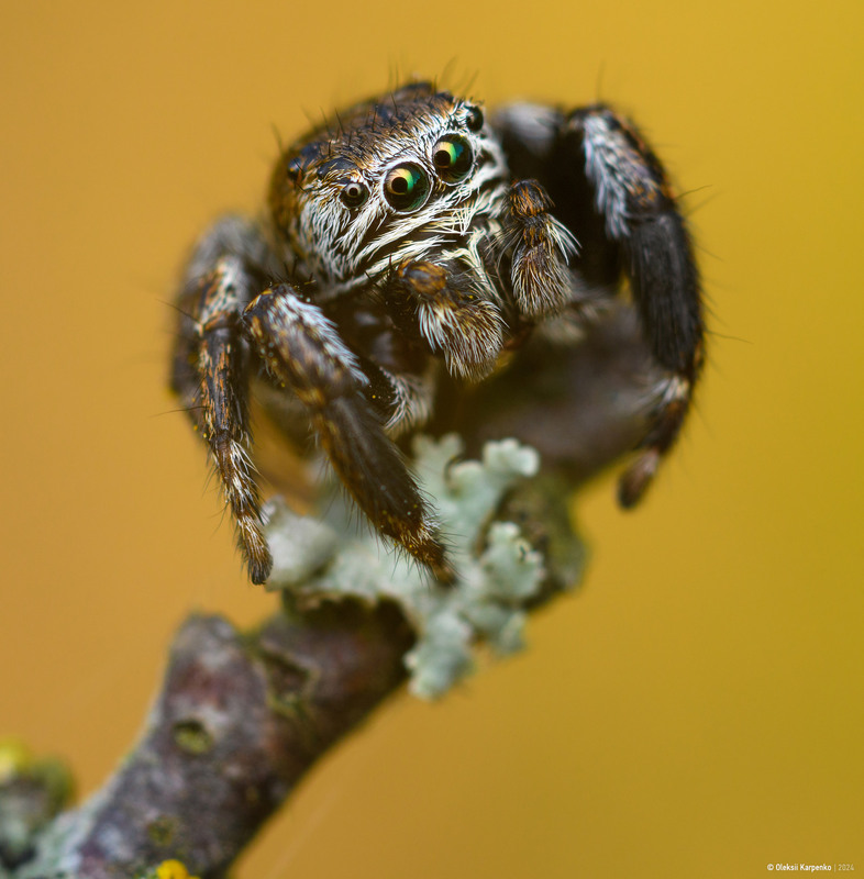 Фотографія Jumping spider - Павук-стрибун / Олексій Карпенко / photographers.ua