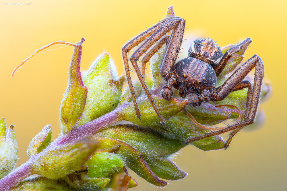 Фотографія Thomisidae - Павук-краб / Олексій Карпенко / photographers.ua