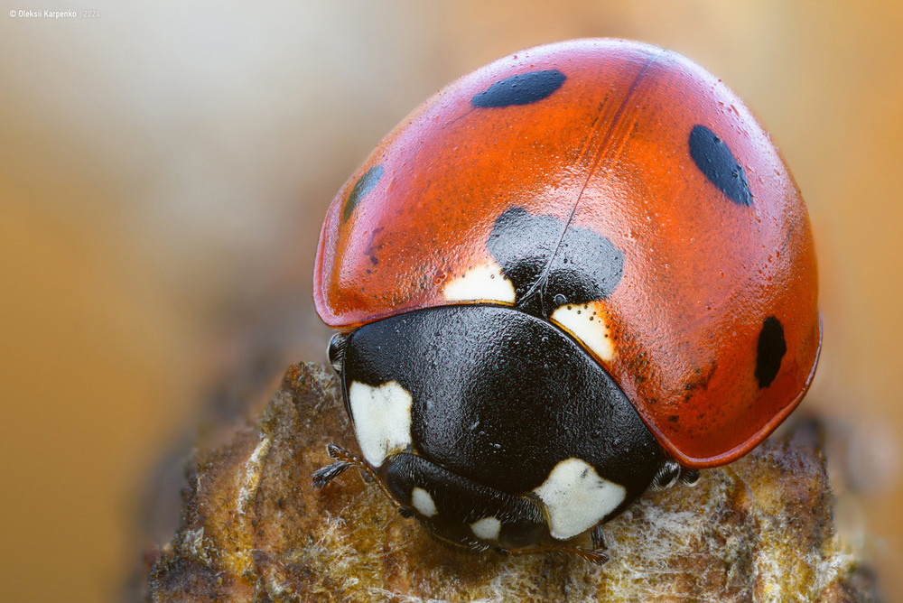 Фотографія *** / Олексій Карпенко / photographers.ua