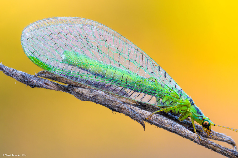 Фотографія Chrysoperla carnea - Золотоочка / Олексій Карпенко / photographers.ua