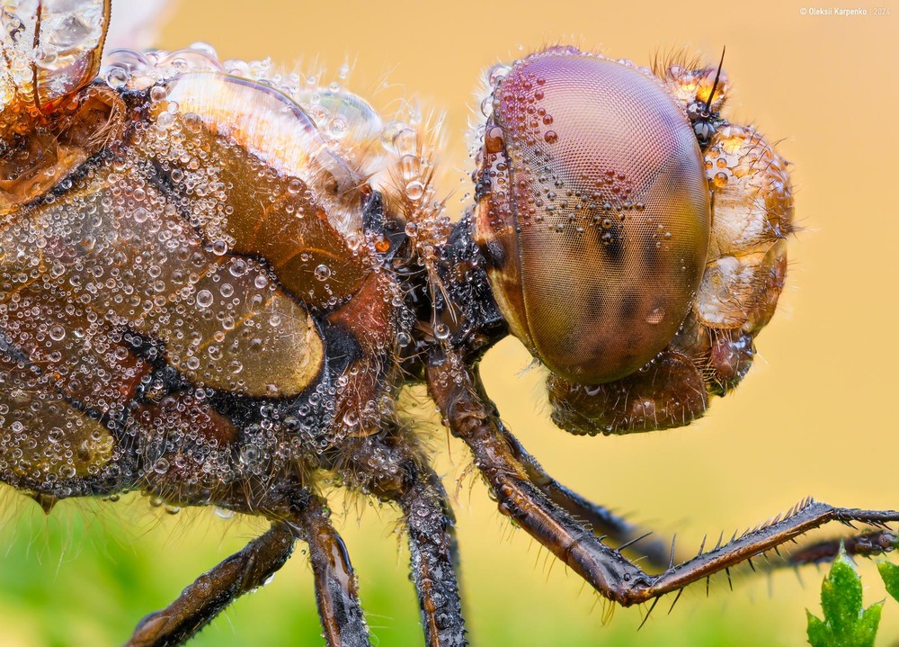 Фотографія Common darter (Sympetrum striolatum) - Тонкочеревець смугастий / Олексій Карпенко / photographers.ua