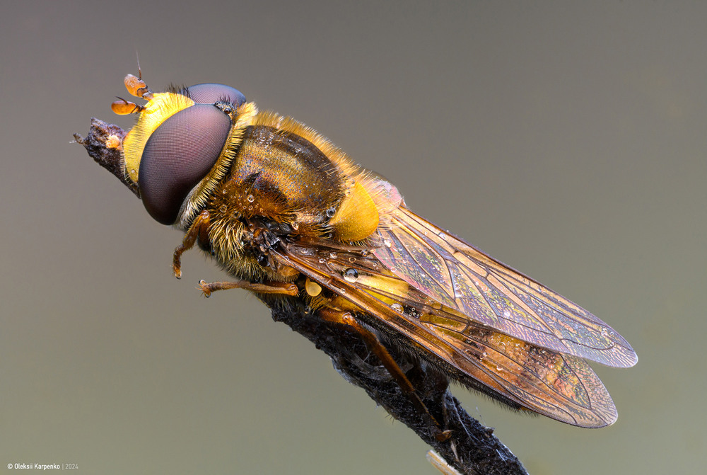 Фотографія Hoverfly - Повисюхові мухи / Олексій Карпенко / photographers.ua