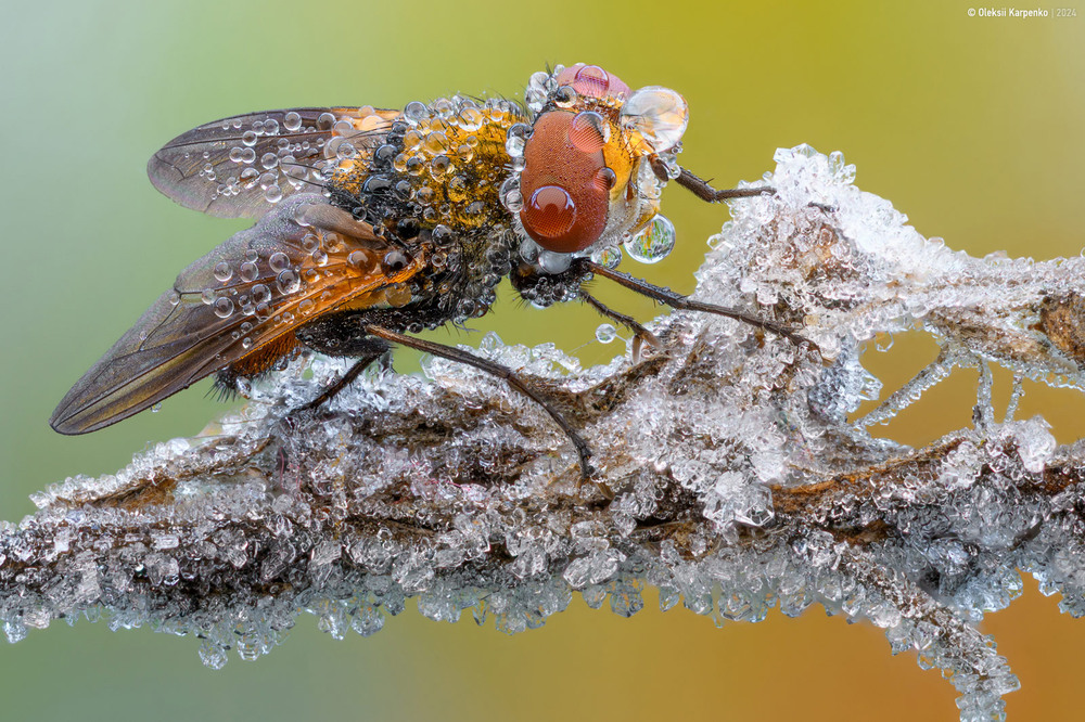 Фотографія Tachinidae - Тахінові мухи / Олексій Карпенко / photographers.ua