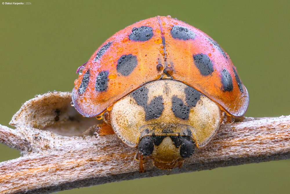 Фотографія Coccinellidae - Сонечка / Олексій Карпенко / photographers.ua