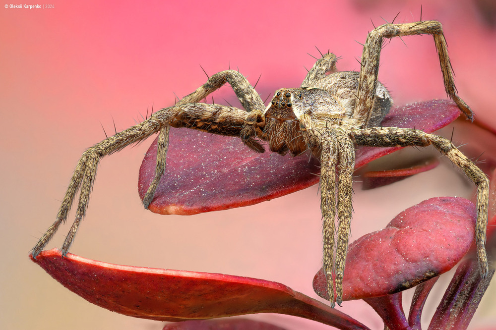Фотографія Pisaura mirabilis / Олексій Карпенко / photographers.ua